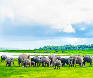 Herd of elephants _1328282684