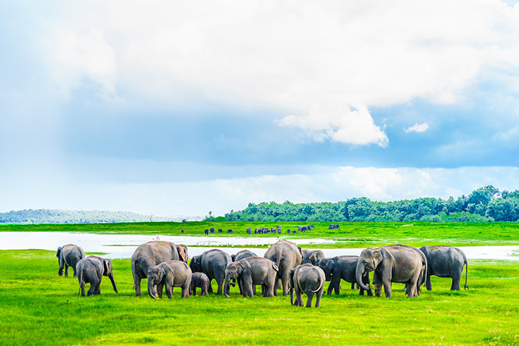 Herd of elephants _1328282684