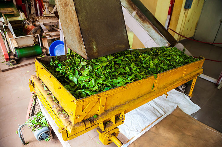 Tea factory in Munnar_1313534873