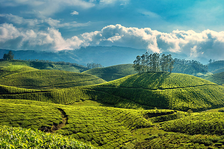 Tea plantations at Munnar_784007155