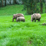 Wild elephants grazing in green grass_1114511141